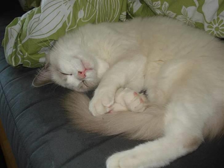 Ragdoll Chardolls Tyson (Oliver)  billede 15