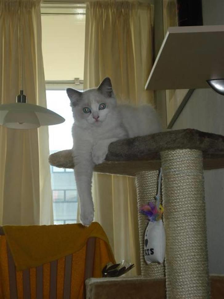 Ragdoll Chardolls Tyson (Oliver)  billede 16