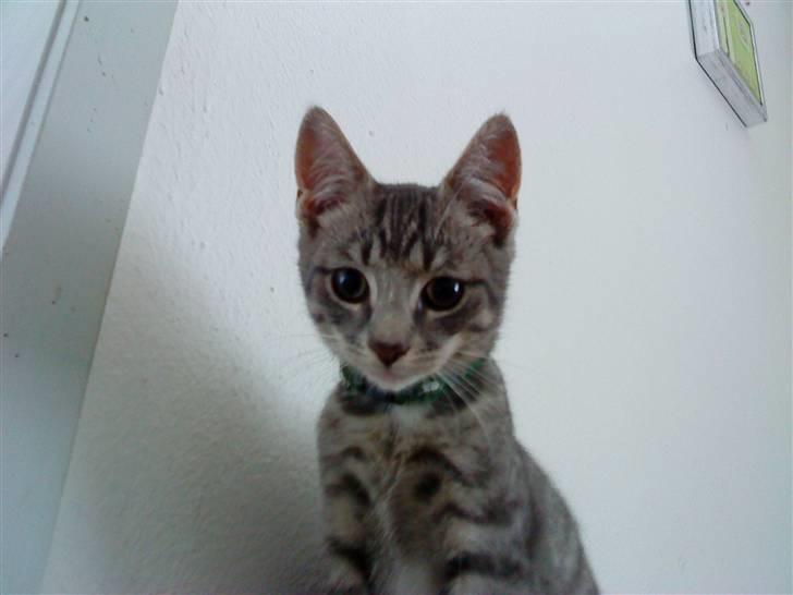 Huskat DJ John billede 1