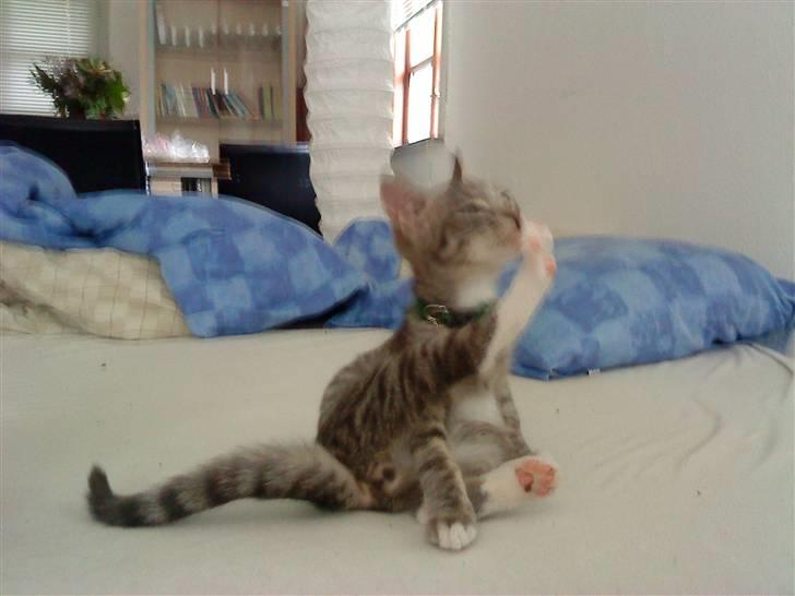 Huskat DJ John billede 2