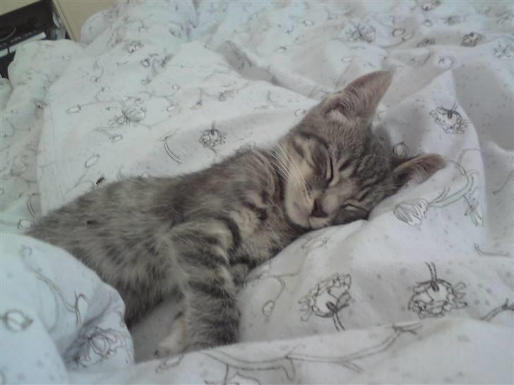 Huskat DJ John billede 4