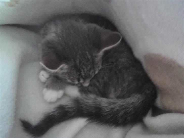 Huskat DJ John - så lille var han, da jeg fik ham hjem! billede 5