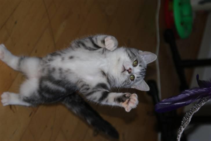 Blanding af racer Trunte - jagter sit nye legetøj. billede 1