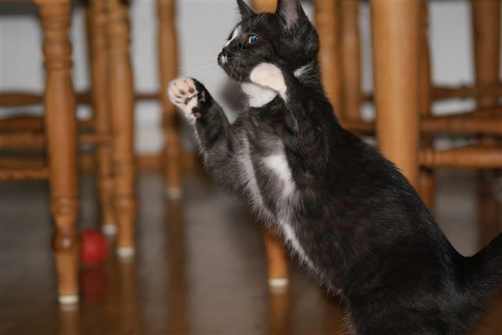 Blanding af racer Tyson - her viser han lige sit jagt instinkt billede 1