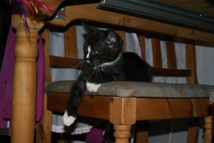 Blanding af racer Tyson billede 2