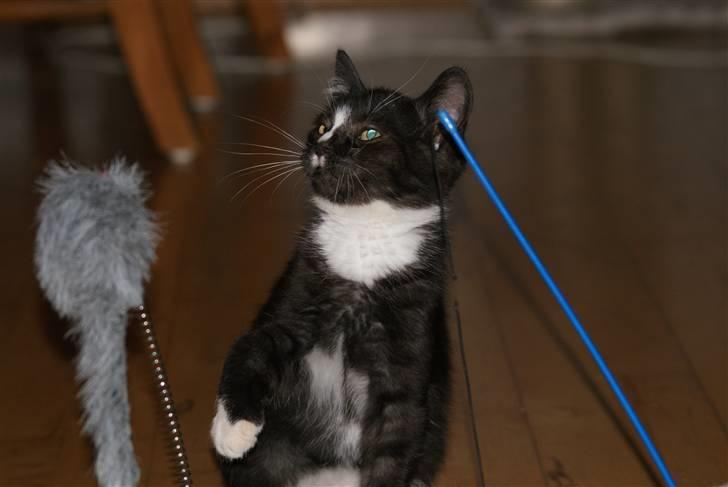 Blanding af racer Tyson billede 3