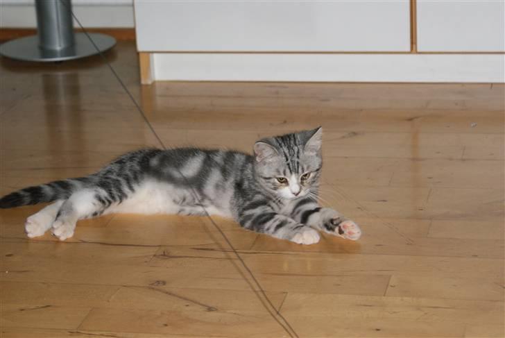 Blanding af racer Trunte billede 2