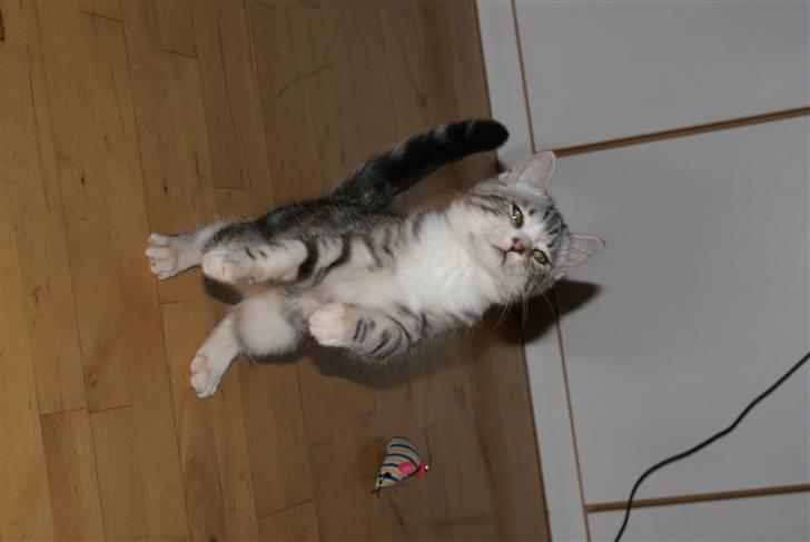 Blanding af racer Trunte billede 3