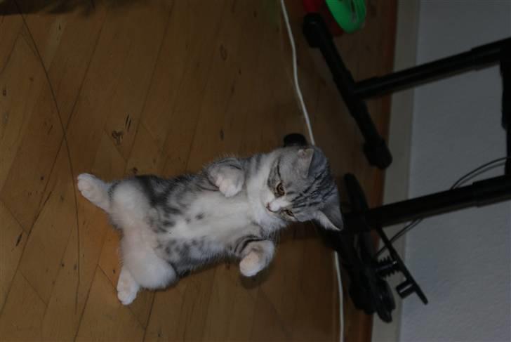 Blanding af racer Trunte billede 4