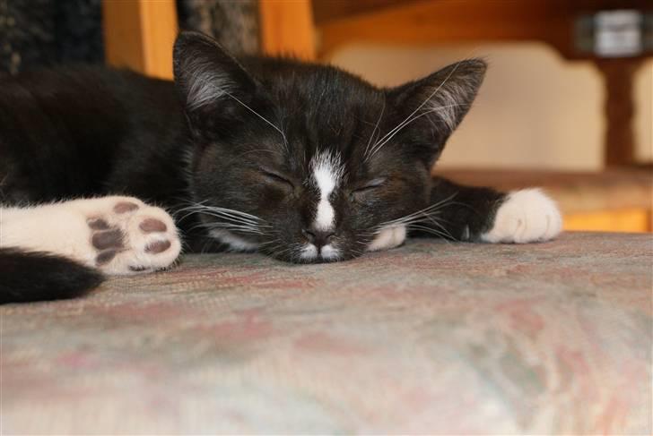 Blanding af racer Tyson - Så se mig dog, jeg vil hygge billede 4