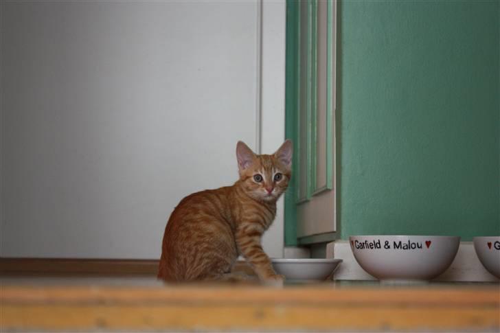 Huskat Garfield - Guffe billede 2