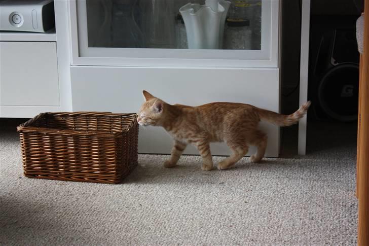 Huskat Garfield - Guffe billede 3