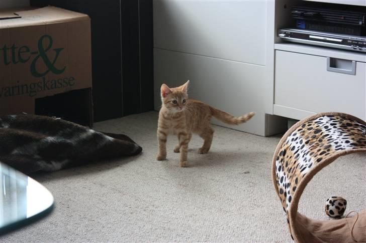 Huskat Garfield - Guffe billede 4