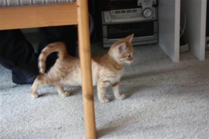 Huskat Garfield - Guffe billede 5