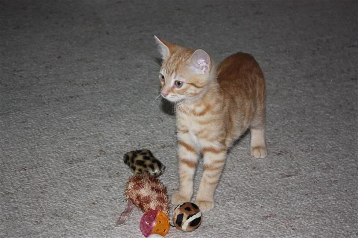 Huskat Garfield - Guffe billede 6