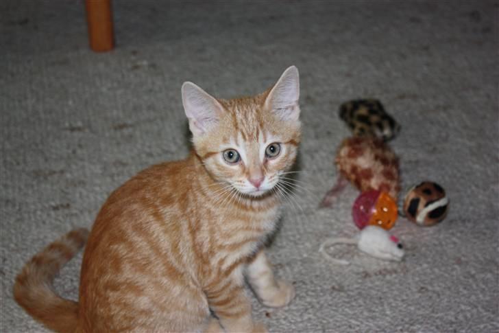 Huskat Garfield - Guffe billede 7