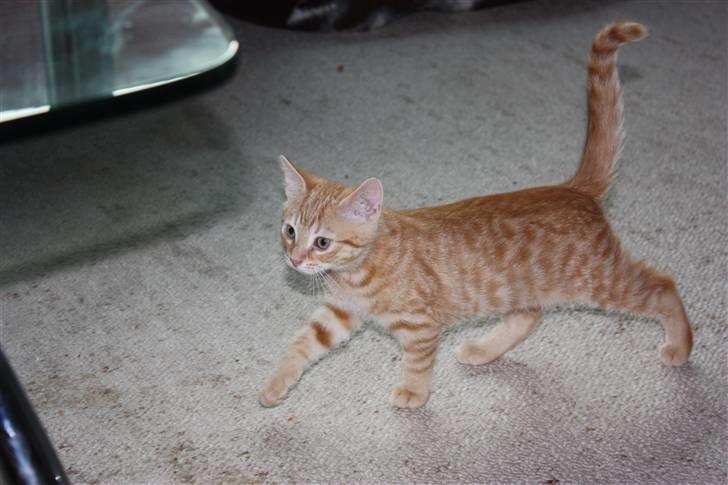 Huskat Garfield - Guffe billede 8