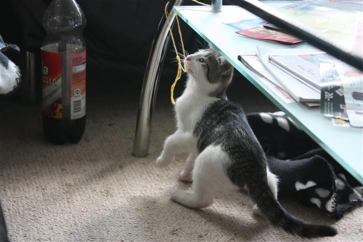 Huskat Malou billede 2