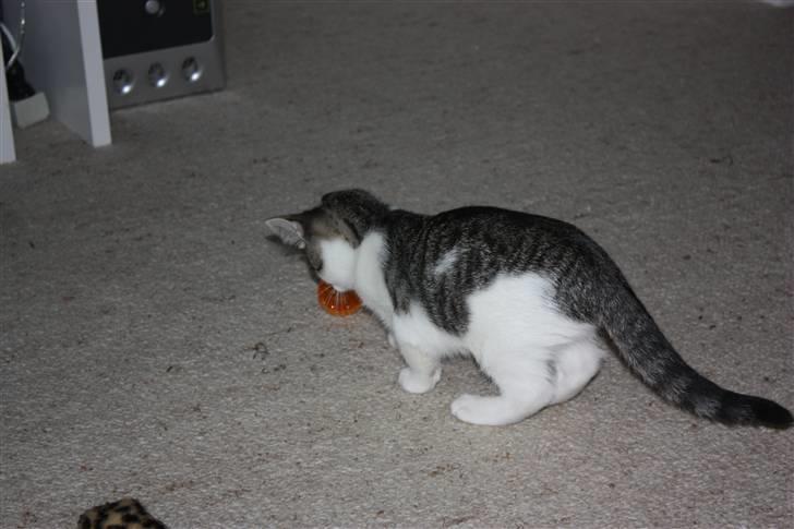 Huskat Malou billede 3