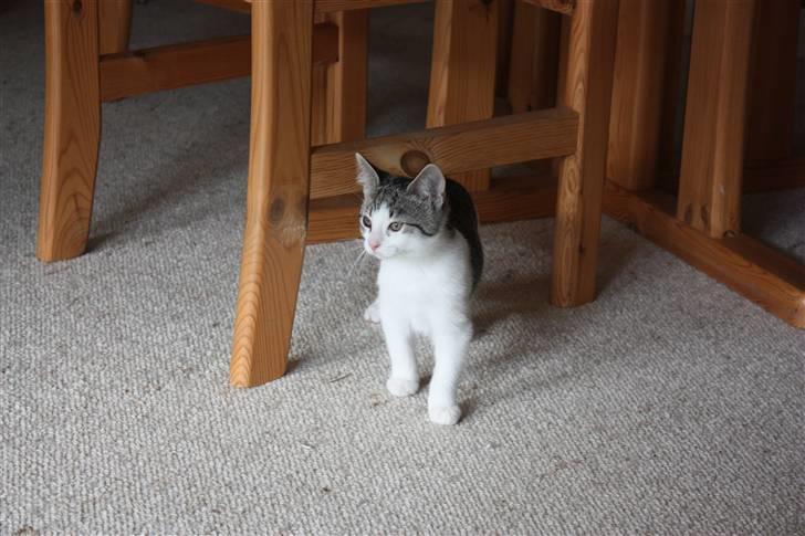 Huskat Malou billede 4