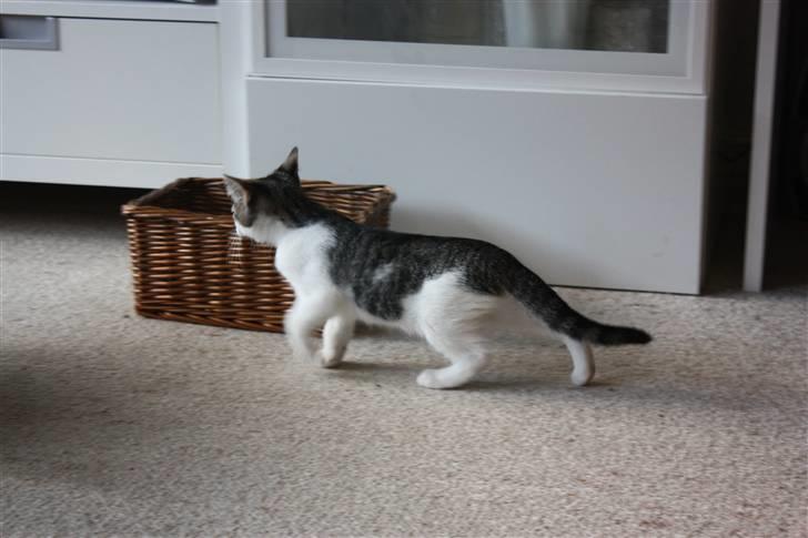 Huskat Malou billede 5