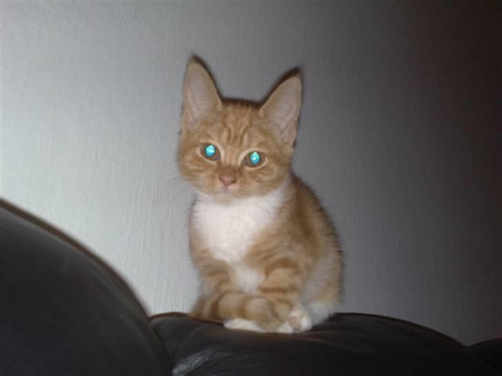 Huskat karla - Her er hun lige kommet,hun sidder lige model billede 1