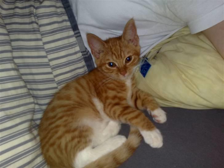 Huskat karla - Ligger og slapper af  billede 2