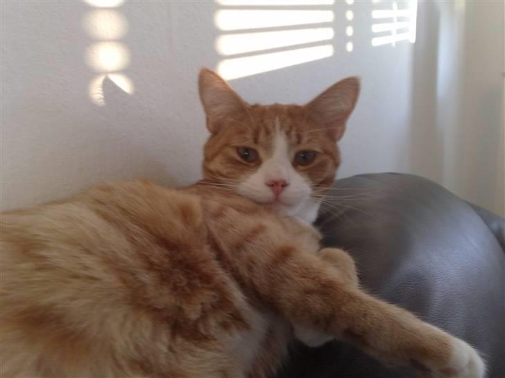 Huskat krumme R.I.P billede 1