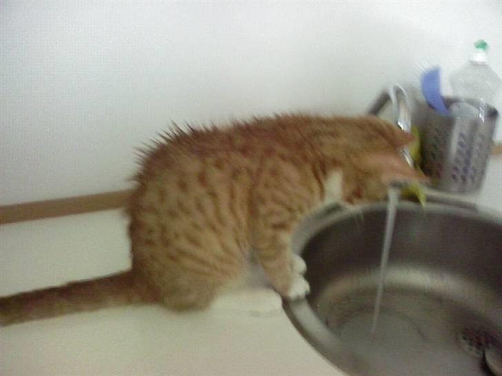 Huskat krumme R.I.P - Krumme er ved at drikke, han har også fået strithår billede 2