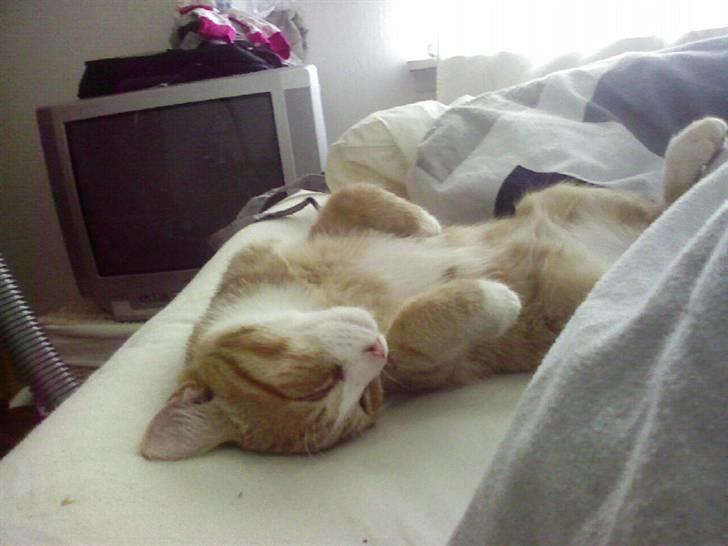 Huskat krumme R.I.P - Her ligger han og sover billede 3