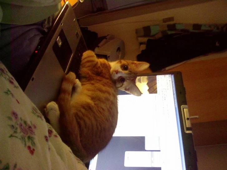 Huskat krumme R.I.P - Her syntes han ikke at mor skal bruge computeren mere billede 4