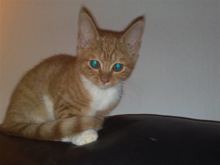 Huskat karla - sidder på min ynglingsplads, her kan jeg se det hele billede 4