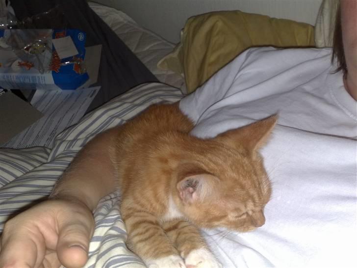 Huskat karla - Så er det sengetid billede 5