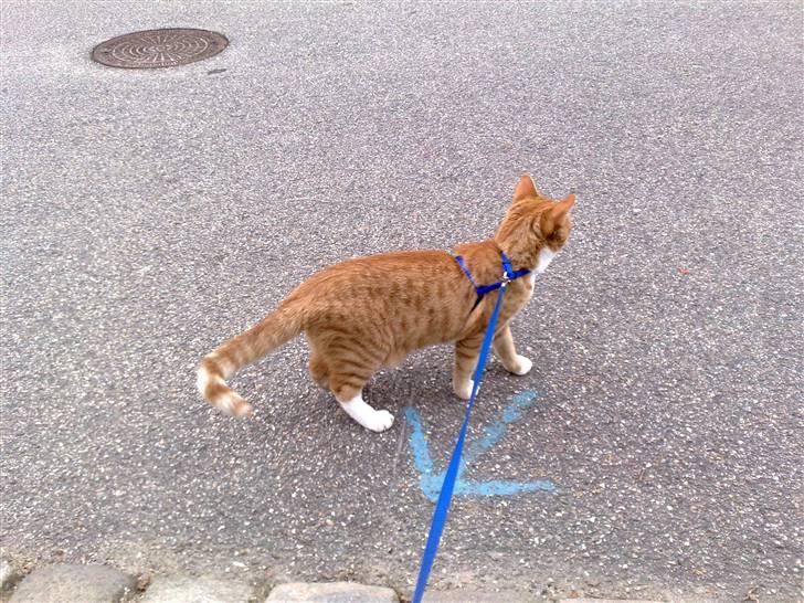 Huskat krumme R.I.P - Her er vi ude at gå, krumme elskede at gå tur billede 5