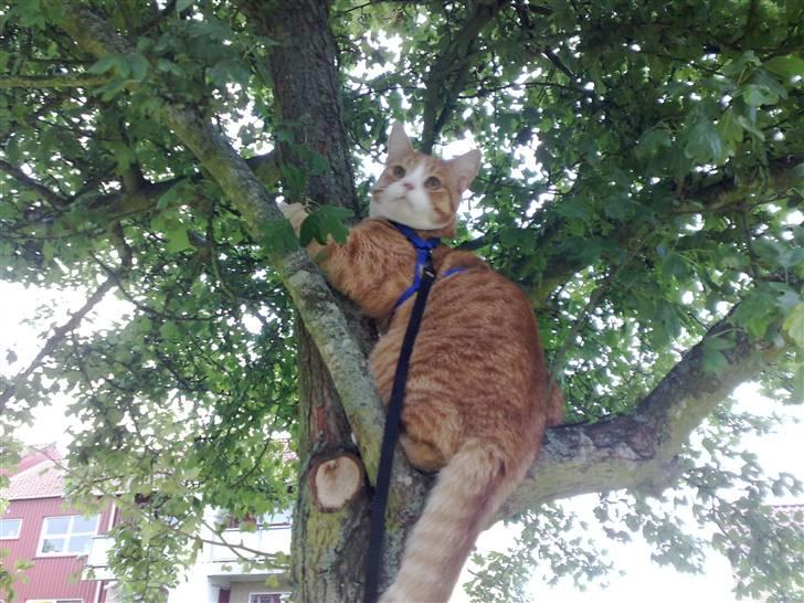 Huskat krumme R.I.P - Han skulle altid en tur op i træerne, når vi var på gåtur billede 6