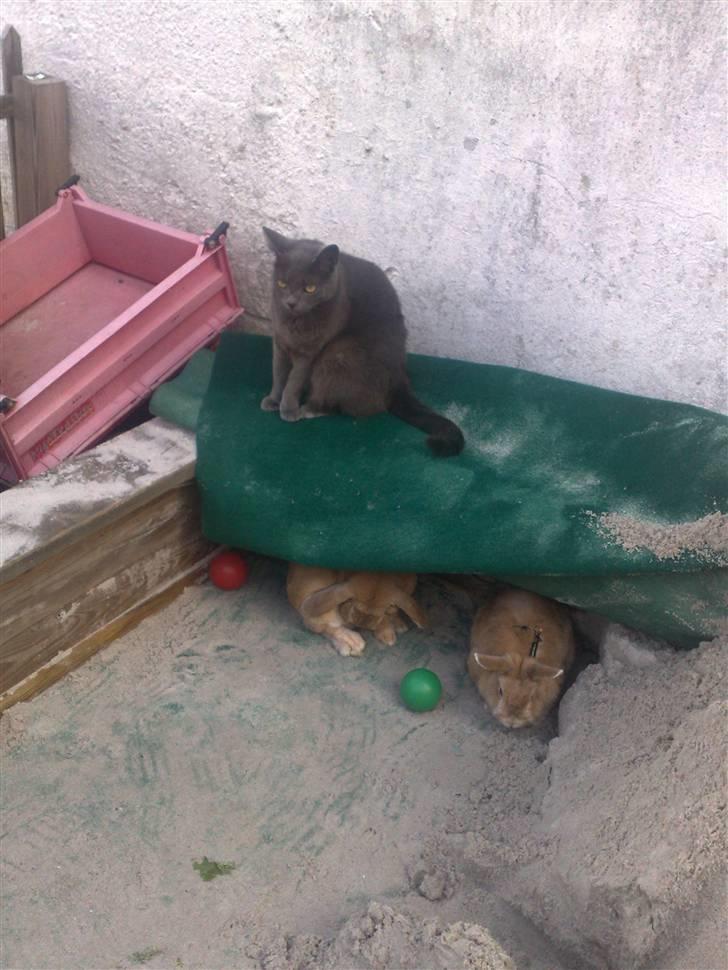 Blanding af racer Feline billede 9