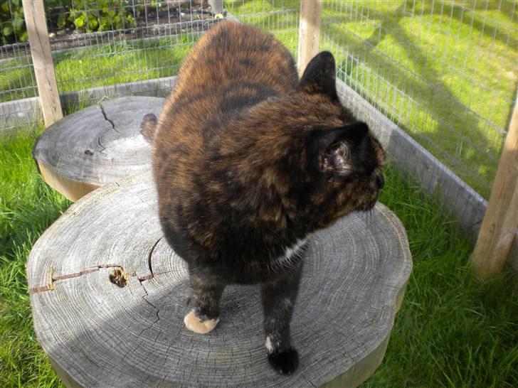 Huskat Minnie billede 3