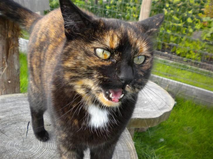 Huskat Minnie billede 4