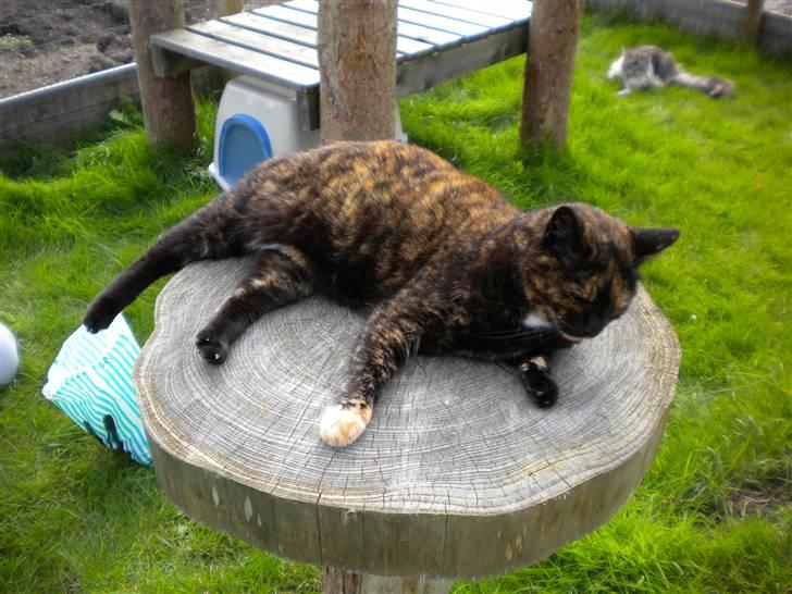 Huskat Minnie billede 5