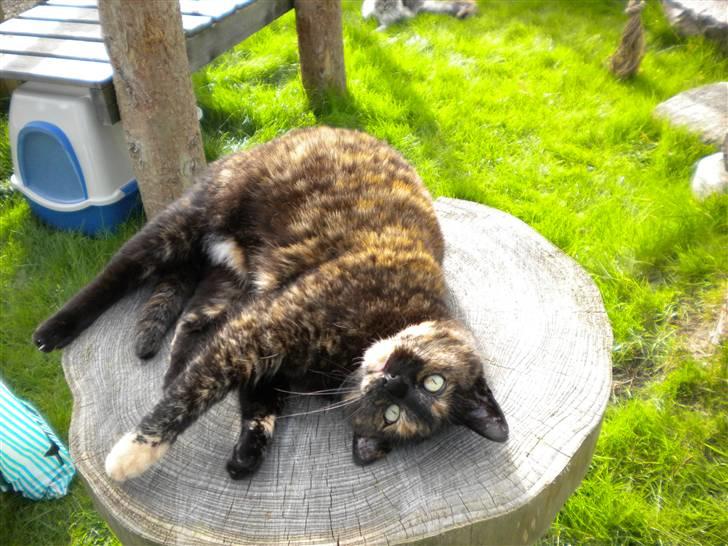 Huskat Minnie billede 6