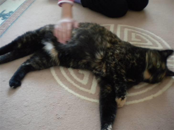 Huskat Minnie billede 7