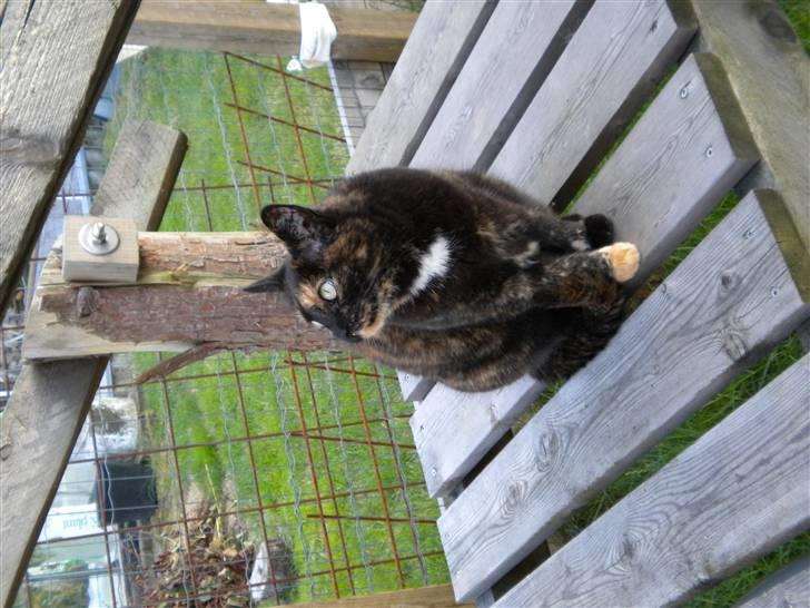 Huskat Minnie billede 8