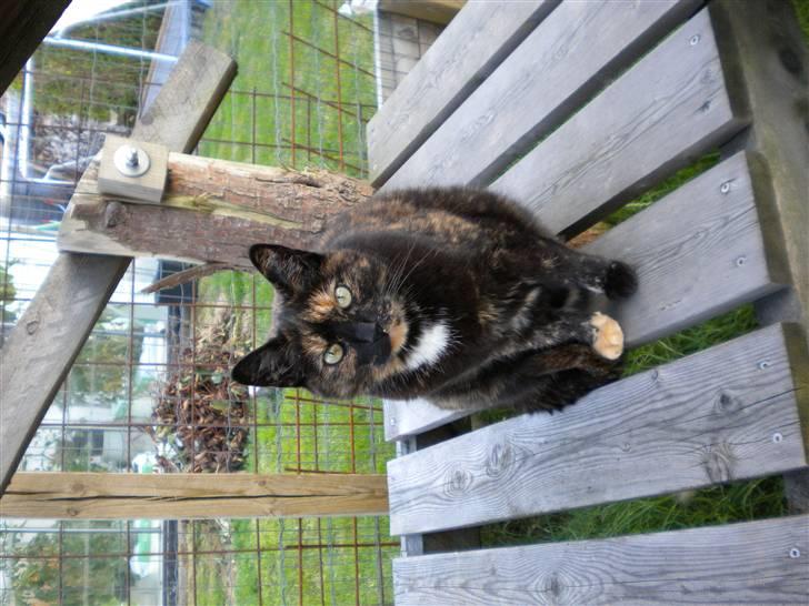 Huskat Minnie billede 9