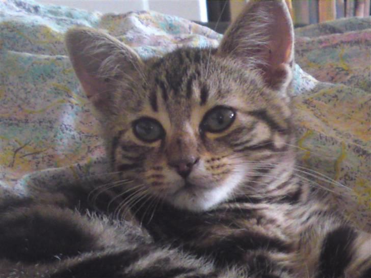 Huskat Magnus<33 - Så så søøød!! billede 2