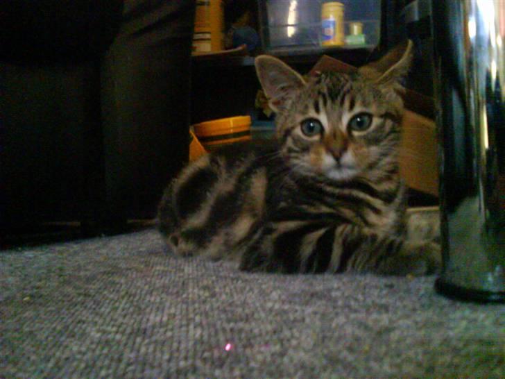 Huskat Magnus<33 - Ud på balde billede 3