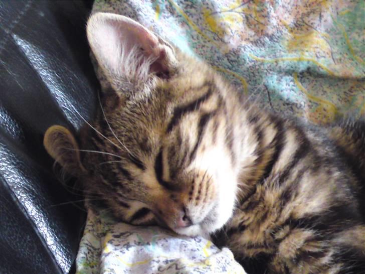 Huskat Magnus<33 - Nuttede<33 billede 4