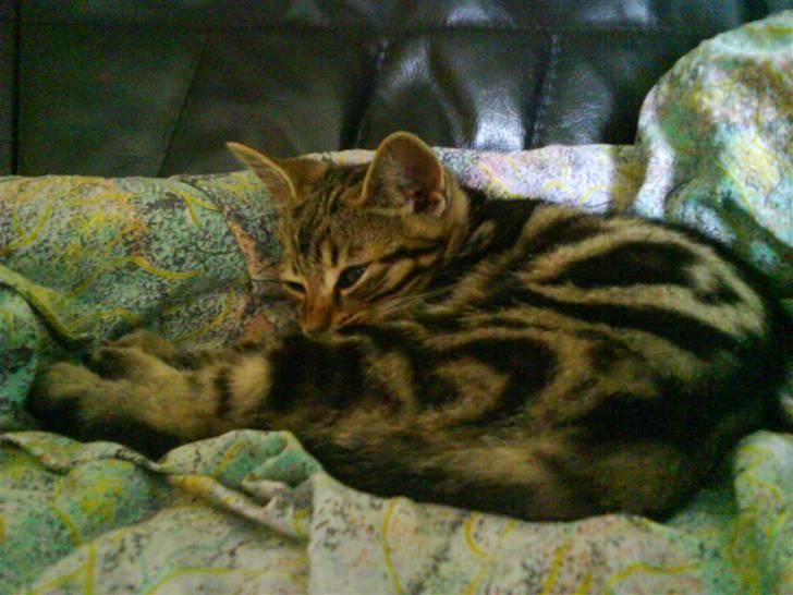 Huskat Magnus<33 - Magnus hygger. billede 5