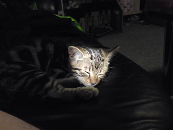 Huskat Magnus<33 - Nurhh sød Magnus fanget i blitzen. billede 6