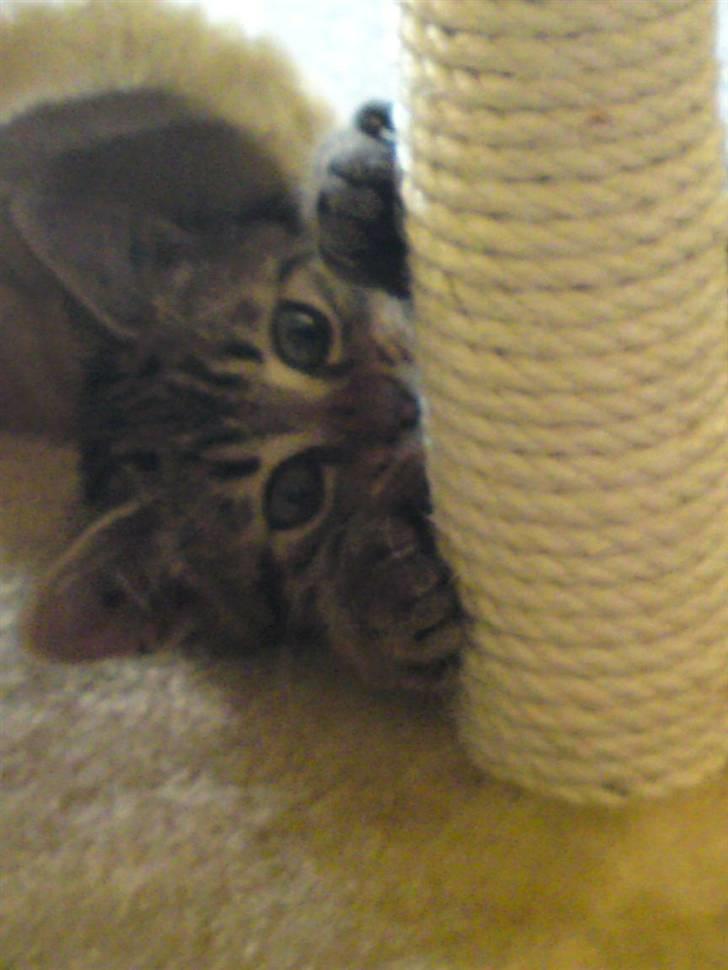 Huskat Magnus<33 - Titte bøhh.. :-D billede 7