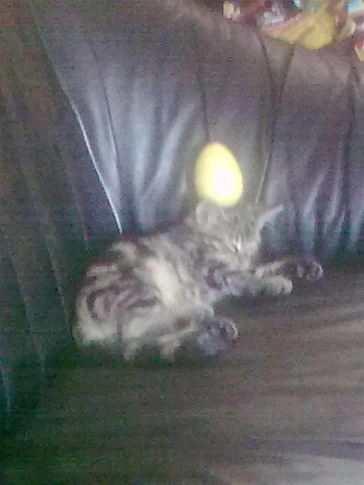 Huskat Magnus<33 - Magnus med æg på hovedet, super sødt. billede 8